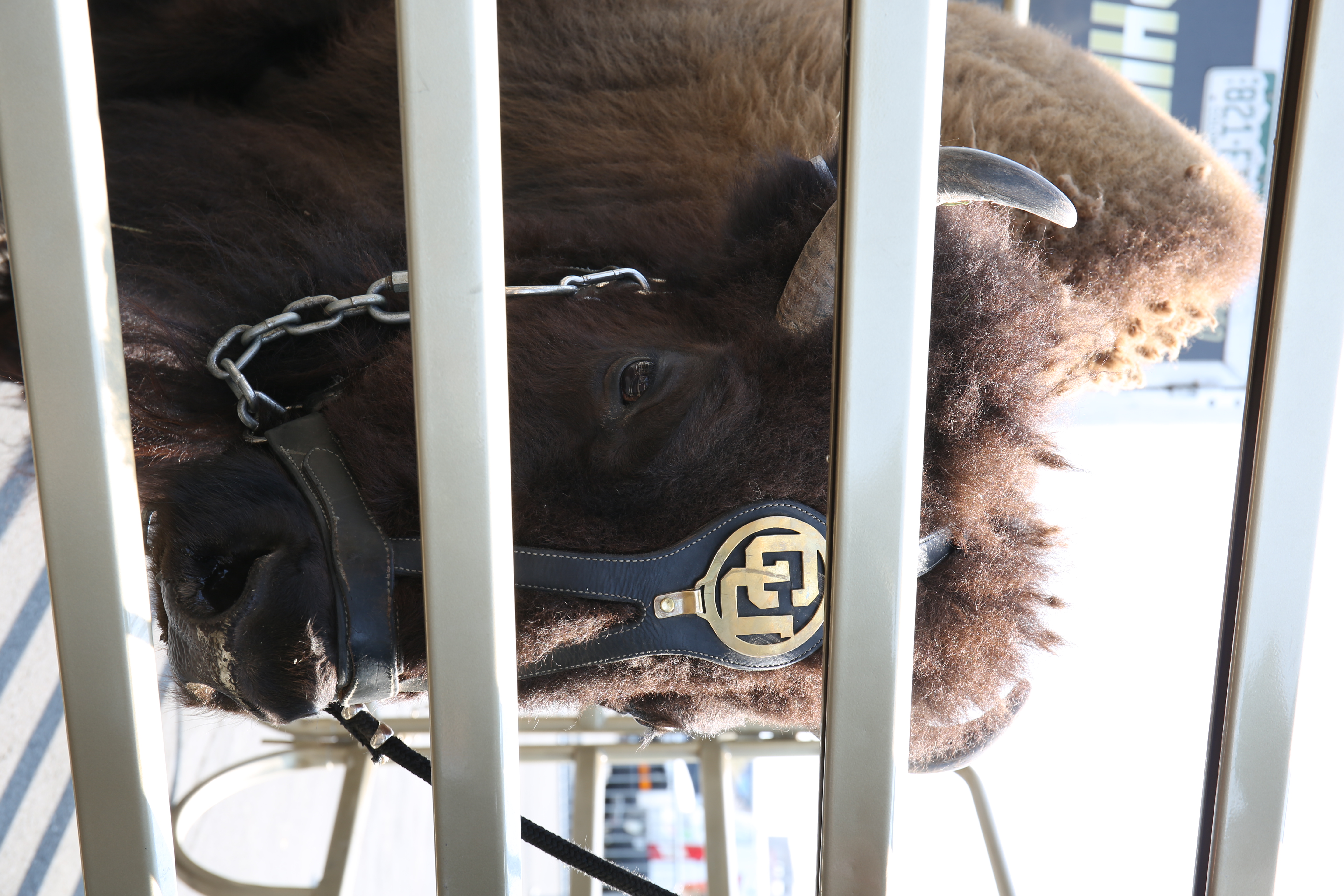 Ralphie the Buffalo, mascot of the Colorado Buffaloes.